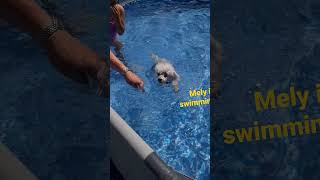 poodles is swimming 😂 asmrsounds poodles cute [upl. by Nedac]