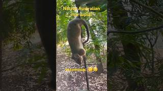 Ringtail possum😻native Australian nocturnal🌛marsupial🦘pouched mammal wildlife backyard common [upl. by Ettennaj]