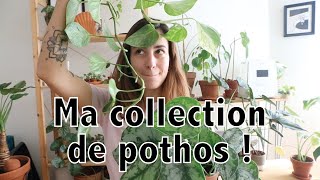 Le pothos  entretien et toute ma collection   Vertbobo [upl. by Carrissa]