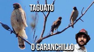 Taguató o Caranchillo 4K Rupornis magnirostris Roadside hawk Gavião carijó indaié campeiro [upl. by Eedak998]