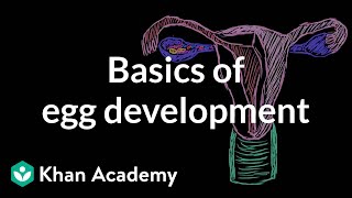 Basics of egg development  Reproductive system physiology  NCLEXRN  Khan Academy [upl. by Ffej]