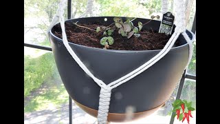 How To Grow String of HeartsCeropegia woodii [upl. by Nalliuq643]