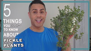 5 Things You Ought To Know About Your Pickle Plant Delosperma Echinatum Care Repot  More [upl. by Natloz466]