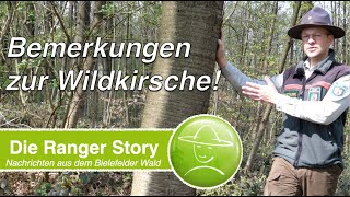 Bemerkungen zur Wildkirsche [upl. by Corwin]