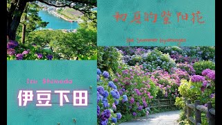 20210609 伊豆下田绣球花 伊豆下田公園の紫陽花 Hydrangeas in Shimoda Park [upl. by Anyrtak]