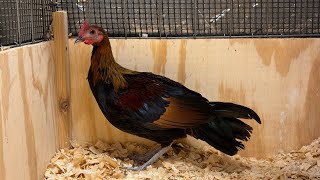 6 month old Red Jungle Fowl Hybrid  6 Hli Qaib Qus Txuam Tsoov [upl. by Poyssick]