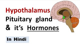 Hypothalamus and Pituitary gland  Chemical coordination  NEET  Gland [upl. by Hiasi393]