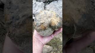 We found this NAUTILUS FOSSIL in a dry North Texas Creek while fossilhunting fossils [upl. by Nosduh475]