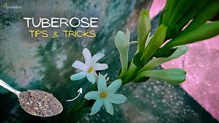 A Comprehensive Guide On Tuberose Plant Care Get More Flowers [upl. by Meris]