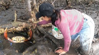 Season Crab  Catching Massive Mud Crabs from Secret Tree Hideouts [upl. by Asilahs]