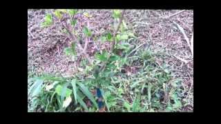 Growing Apples in the Tropics Grenada Part 2 [upl. by Aihsak245]