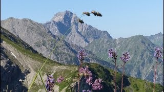 Kleinwalsertal Wanderung Fiderepasshuette [upl. by Countess384]