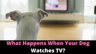 Why Do Dogs Watch TV And React Here’s What Dogs See When They Watch Television [upl. by Siri]