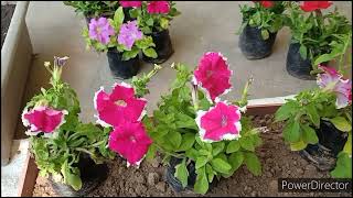 Petunia repotting amp how to avoid repotting shock [upl. by Eynttirb]