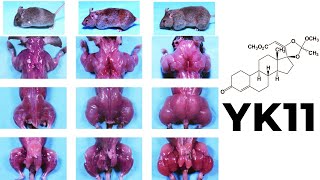 YK11 Myostatin Inhibitor – Increased Follistatin Results amp Side Effects [upl. by Tiertza]