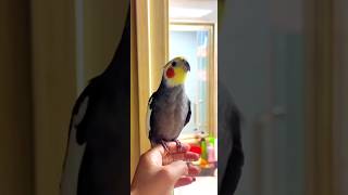 Adorable Cockatiels Cute Singing Moments 😍 cockatielscraze [upl. by Elleinahc]