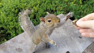 Squirrels funny reactions to handfeeding [upl. by Apfelstadt278]