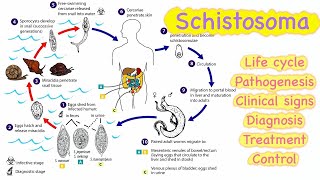 Schistosoma 🔥🔥 Life cycle  Pathogenesis  Clinical signs  Diagnosis  Treatment💊  Control [upl. by Fernandes]