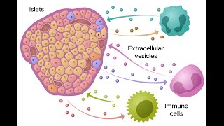 HIRN Webinar Circulating Extracellular Vesicles in Type One Diabetes T1D [upl. by Haya]