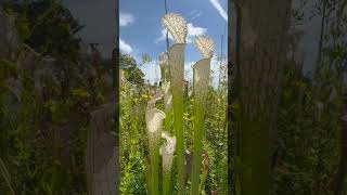 Sarracenia Leucophylla white pitchers plant garden nature flowers [upl. by Noffihc303]