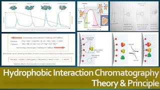 Hydrophobic Interaction Chromatography Theory and Principle Protein Purification Method [upl. by Ayak]