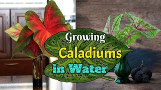 Growing Caladiums in Water [upl. by Aidualk]