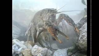 Americas Crayfish Crawling In Troubled Waters Also see httpsjustapediaorgwikiCrayfish [upl. by Bellina]