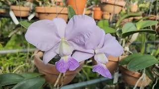 Cattleya walkeriana fcoerulea yokohanaBlue Diamond [upl. by Napier881]