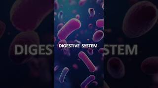 Digestive system  Alimentary Canal viralvideo shorts trending shortfeed [upl. by Lindgren467]