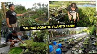 Aquatic Plants Farming  Taurus Aquatic Plants [upl. by Gaul104]