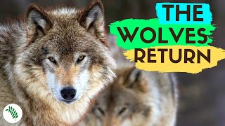 REWILDING BRITAIN  The Remarkable Resurgence of Europes Wolf [upl. by Anet]