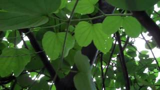 Patadevaca Bauhinia variegata [upl. by Bashemeth681]