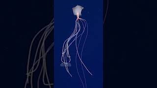 Bigfin Squid Alien of the deep ocean [upl. by Abana]