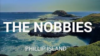 THE NOBBIES  Come Explore The Nobbies Phillip Island With Me On This Fun Walking Tour melbourne [upl. by Carole267]