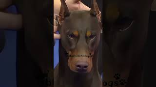 this dog😍 trend dog fyp popular doberman showline blackeditzdogs goviral [upl. by Noxaj657]