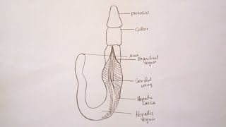 How To Draw Balanoglossus Diagram [upl. by Ximenes]