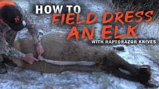 How to field dress an Elk without gutting Using the Raptorazor knives [upl. by Ronoh]