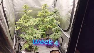 Tricho jordan 23 Holy punch x Dosidos and smuckerz S1 week 4 [upl. by Allene265]