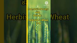 ಗೊದಿಯಲ್ಲಿ🏜 💯 ಕಳೆನಾಷಕ herbicide in wheat youtubersshorts shorts kannada agriculture farming [upl. by Novel6]