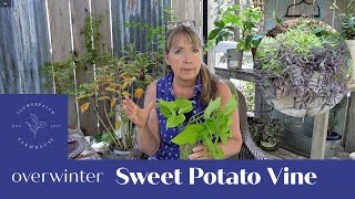 Propagate Sweet Potato Vine  Ipomoea Batatas to overwinter [upl. by Sauder]