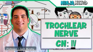 Neurology  Trochlear Nerve Cranial Nerve IV [upl. by Ezequiel]