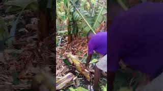 Ivo Arrey Mbongaya on zero wastes plantain farming activities [upl. by Mcclees216]