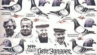 Janssen Pigeons Arendonk [upl. by Anabahs]