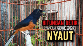 murai batu gacor AMPUH buat PANCINGAN murai batu agar bunyi JADIKAN burung murai gacor EMOSI NYAUT [upl. by Nwahsak]