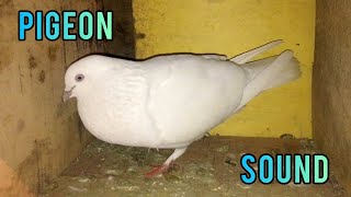 Pigeon Sound Effect  Male Pigeon Super Performance  White Pigeon [upl. by Eizzil405]