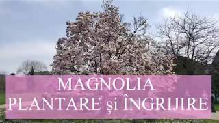 Magnolia  plantare si ingrijire [upl. by Vasquez442]