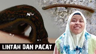 Lintah dan Pacat [upl. by Sehguh]