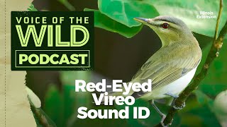 Episode 8 RedEyed Vireo – Voice of the Wild [upl. by Ynnal872]