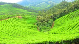 10 Best Honeymoon Destinations In Kerala [upl. by Karub192]