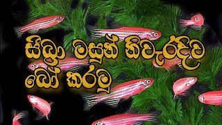 zebra fish breeding sinhala [upl. by Averyl]